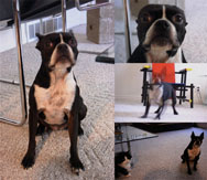 collection of pictures of the dog jen with de stijl and bauhaus furniture