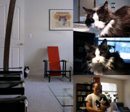 collection of pictures of my cat with de stijl and bauhaus furniture